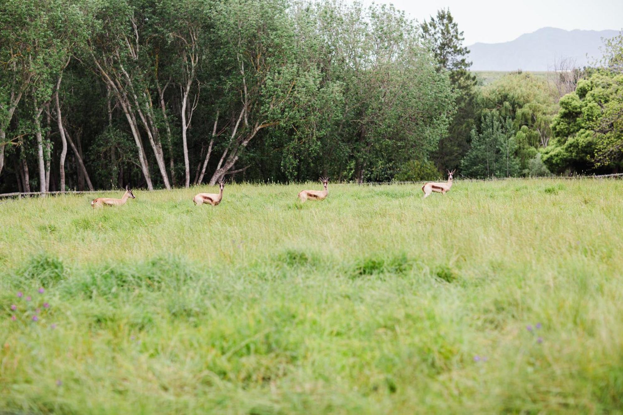 Marshden Estate Bed & Breakfast Stellenbosch Exterior foto